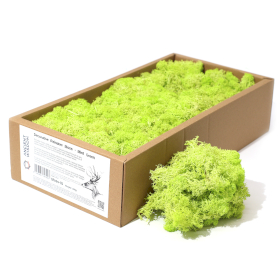 Hochwertiges Dekoration Islandermoos - Mintgrün - 635g Box